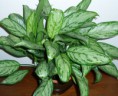 /album/fotogaleria/a003-aglaonema-trubii-jpg/